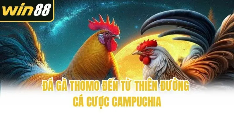 Đá gà Thomo đến từ thiên đường cá cược Campuchia