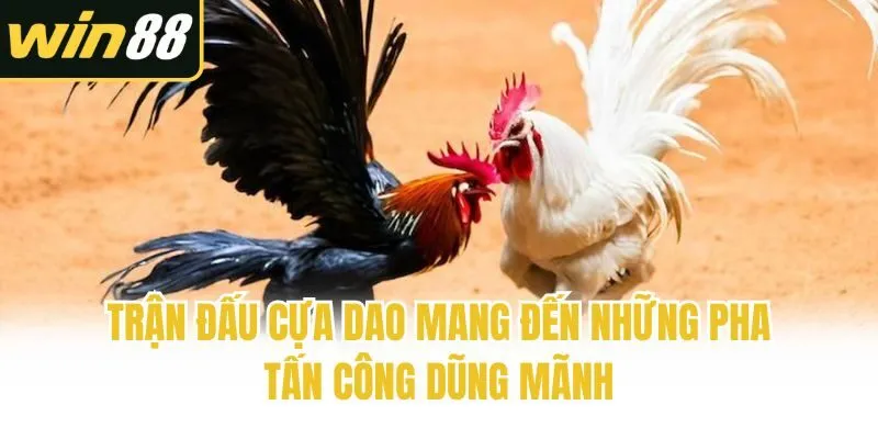 Trận đấu cựa dao mang đến những pha tấn công dũng mãnh